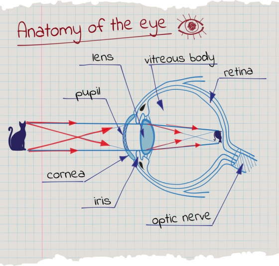 cum să îmbunătățim vederea dacă astigmatismul